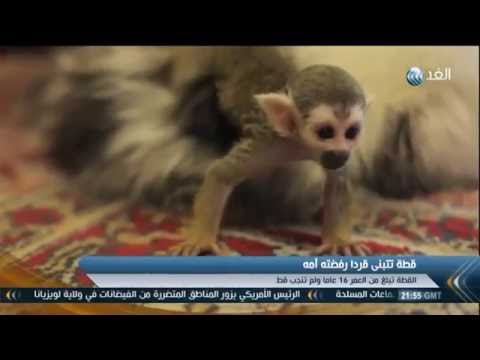 قطة تتبنى قردا وتحمله على ظهرها لتناول الطعام