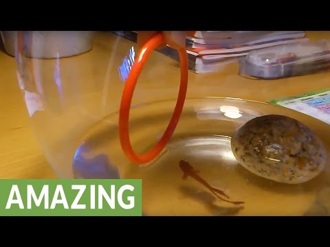 بالفيديو شاهد رجل يُعلّم سمكته القفز عبر الأطواق