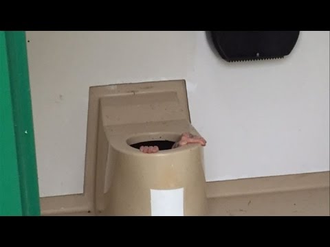 بالفيديو نرويجي ينزل في بالوعة مرحاض عام لانتشال هاتف صديقه