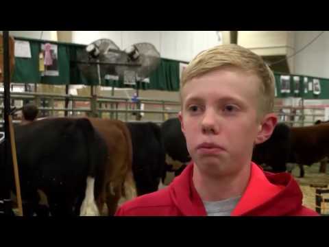 ماذا فعلت بقرتين مع طفل حاول ضربهما