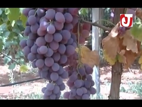 جني وتسويق أجود أنواع العنب في ضيعات مكناس
