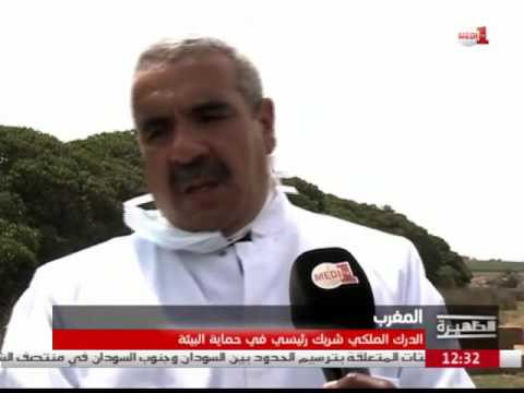 بالفيديو  الدرك الملكي شريك رئيسي في حماية البيئة في المغرب