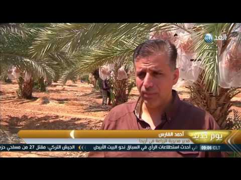 بالفيديو مزارعون فلسطينيون يؤكّدون أن ندرة المياة تهدد إنتاج التمر