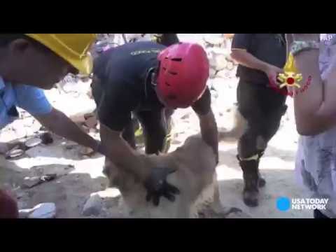 كلب يبقى على قيد الحياة لمدة 9 أيام تحت الأنقاض