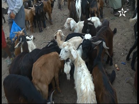 شاهد إقبال متزايد على اقتناء الماعز لأضحية العيد من سوق سبت الكردان في إقليم تارودانت