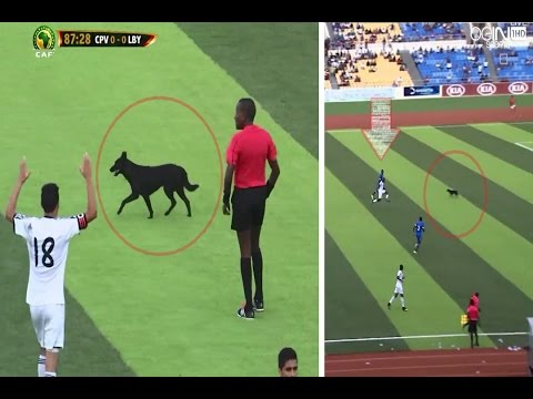 شاهد كلب أسود يدخل أرضية ملعب كاب فيردي ويحرم المنتخب الليبي من هدف
