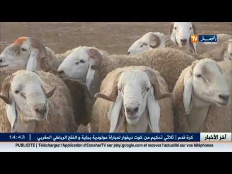 بالفيديو أحوال المجتمع الجزائري 06 أيلول 2016
