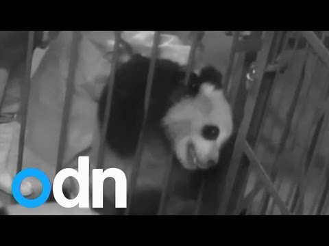 حب الباندا للطعام يحشر رأسها بين القضبان الحديدية
