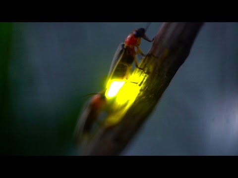 بالفيديو شاهد خنافس تضيء من أجل التكاثر