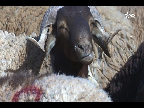 بالفيديو شاهد الاقبال على أغنام بني كيل المشهورة في وجدة