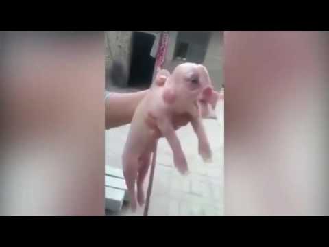 خنزير له وجه يشبه الإنسان