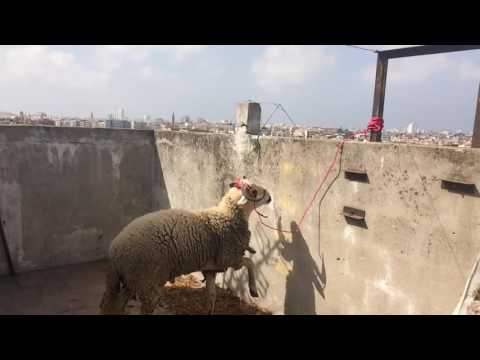 بالفيديو خروف يحاول القفز هربا من الذبح في مشهد كوميدي جدا