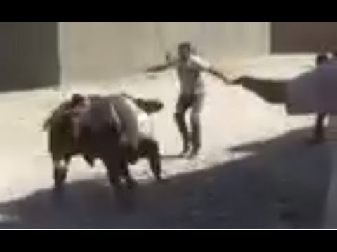 عجل ينطح رجلا ويطيح به أثناء هروبه قبل ذبحه