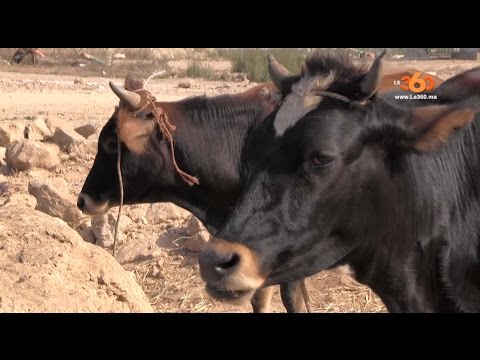 لهذا يفضل بعض المغاربة التضحية بالبقر بدلًا من الكبش