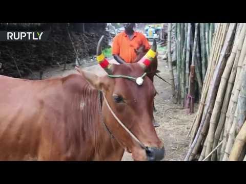 بالفيديو  وضع شرائط على قرون الأبقار لحمايتهامن الحوادث في الهند