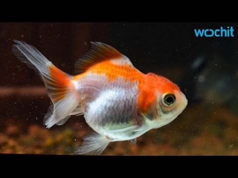 شاهد أسترالية تنفق مئات الدولارات لإنقاذ سمكة غولد فيش