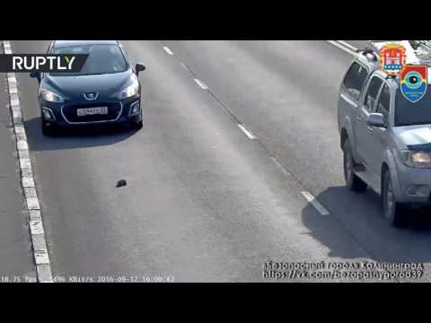 شاهد فيديو يحبس الأنفاس لقط صغير وسط شارع مزدحم