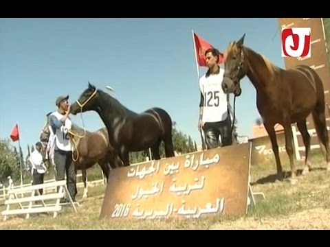 بالفيديو مباراة لتربية الخيول العربية في مدينة مكناس المغربية
