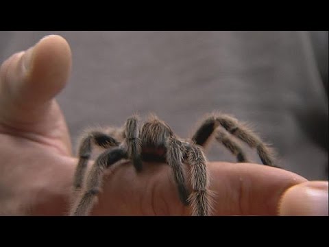 بالفيديو سم العناكب قد يقضي على أمراض فتاكة لا علاجات لها
