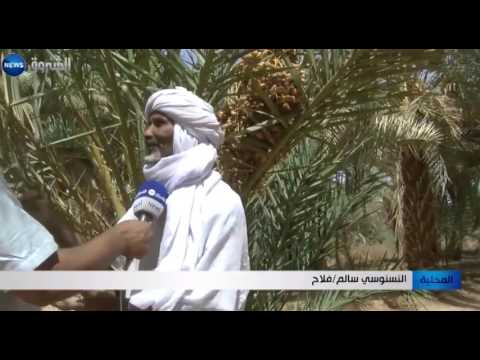 3 ملايين نخلة مهدّدة بسبب نقص المياه