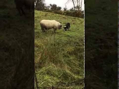 كلب يتقمص شخصية الخرفان ليتمكن من السيطرة عليهم