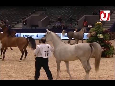 شاهدمعرض الفرس الدولي في الجديدة