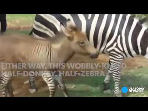 حمار نادر نصفه حصاوي والآخر مخطط في الصين