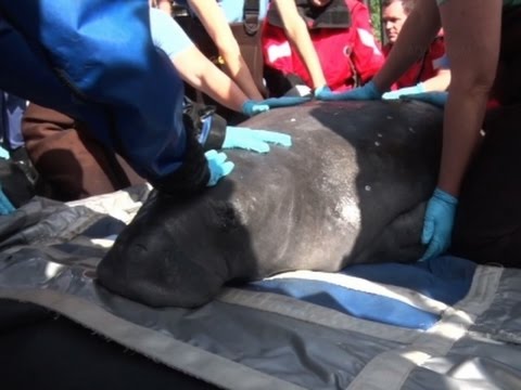 القوات الأميركية تشارك في نقل خروف بحر حامل