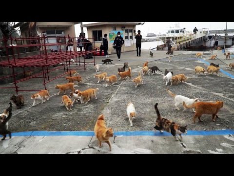 شاهد  جزيرة يابانية سكانها بالكامل من القطط