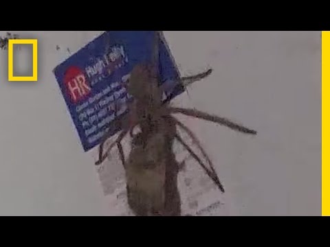 عنكبوت ضخم يجر فأرًا ميتًا في المطبخ