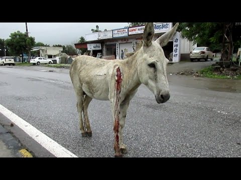 بالفيديو إنقاذ حمار يثير إعجاب مستخدمي مواقع التواصل حول العالم