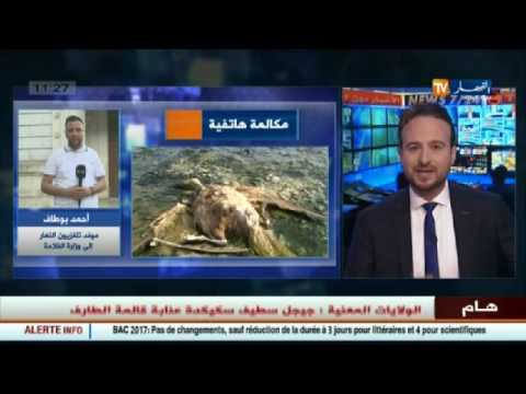شاهد ظهور أنفلونزا الطيور في المنيعة