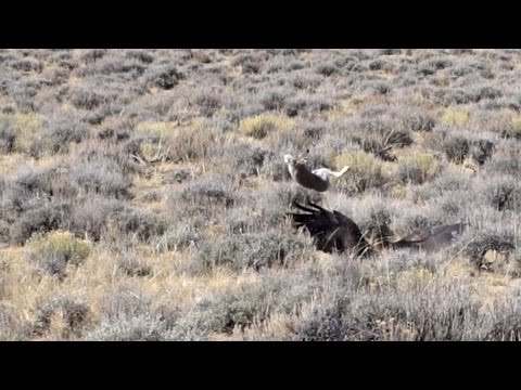 لقطات مذهلة لأرنب يهرب من مخالب نسر