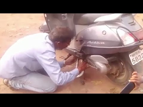 شاهد ثعبان يحشر نفسه في دراجة ناريّة