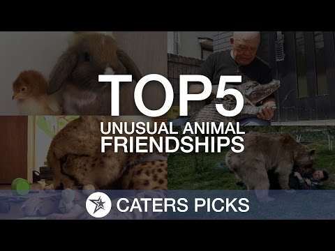 أبرز صداقات الحيوانات التي أخجلت البشر