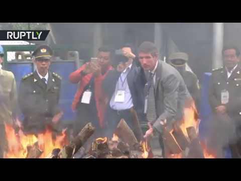 شاهد فيتنام تحرق كمية من مخزون العاج وقرون وحيد القرن