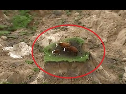 شاهد زلزال نيوزلندا يقسم حقلًا لنصفين