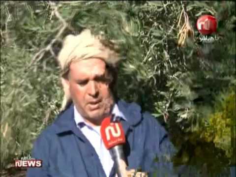 شاهد شجرة يفوق عمرها الـ900 سنة