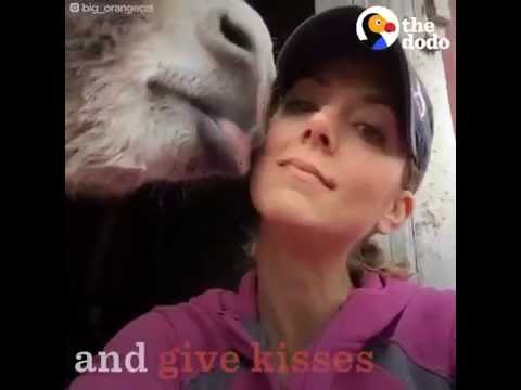 شاهد حمار يعبّر عن حبه بتقبيل من أنقذت حياته