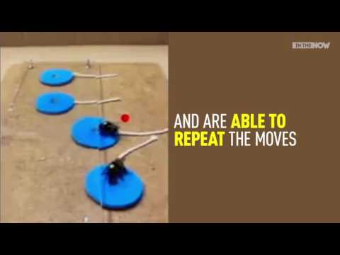 دليل جديد يوضّح أن النحل يعتبر أكثر ذكاءً مما نتوقّع