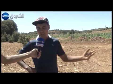 شاهد  فاصولياء بني سنوسي الشهيرة حكاية مع الأرض