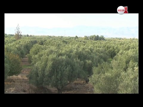 شاهد ربورتاج في جولة داخل قطاع الزيتون في غرسيف