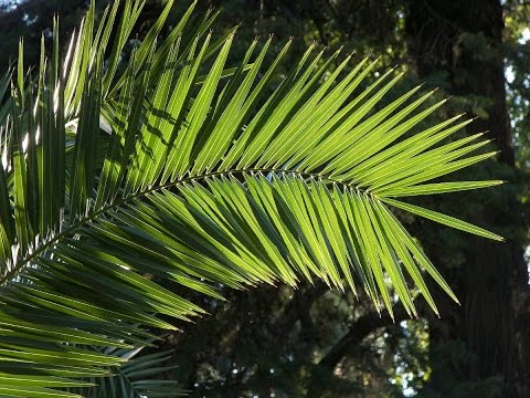 شاهد فنان سعودي يحوِل سعف النخيل المهمل إلى قطع فنية مميزة