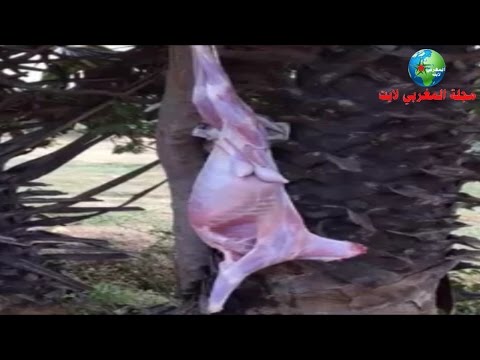 شاهد كيف تم سلخ وتقسيم هذا الجدي