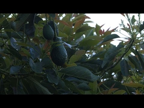 زراعة الأفوكادو حمى خضراء تجتاح المكسيك