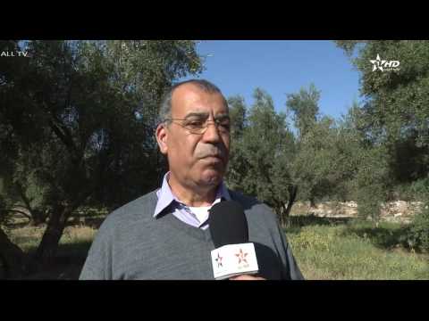 بالفيديو إرتفاع أسعار زيت الزيتون هذا الموسم في المغرب