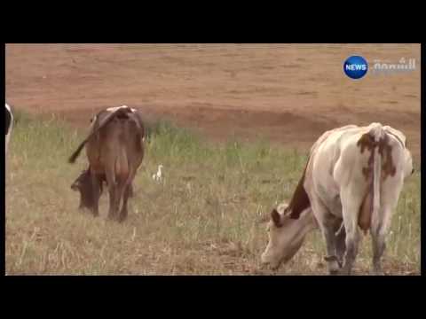 شاهد  مشاكل بالجملة تعترض مربي الأبقار