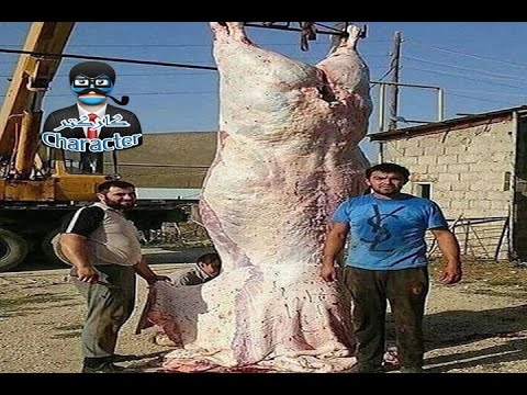 بالفيديو  تعرف على كيفية طبخ البقرة كاملة على الفحم