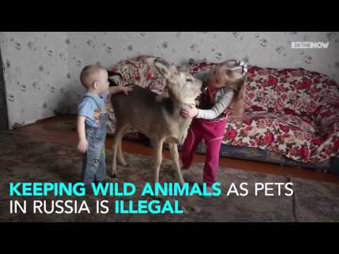 روسيا تصنع استثناءًا في قانونها من أجل غزالة جريحة