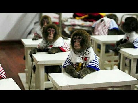 شاهد إنشاء أول مدرسة لتعليم القرود في الصين